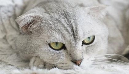 普洱伴游，定制QQ：3494206190微信：act1322